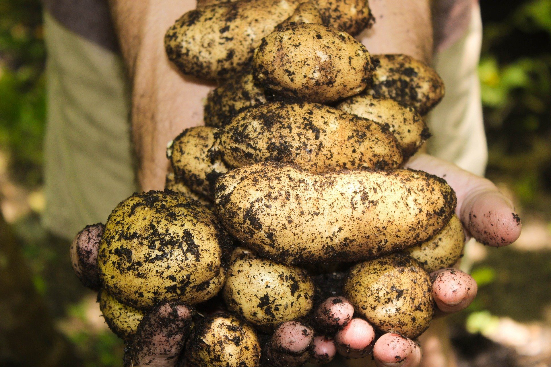 Potatoe farming in Scotland